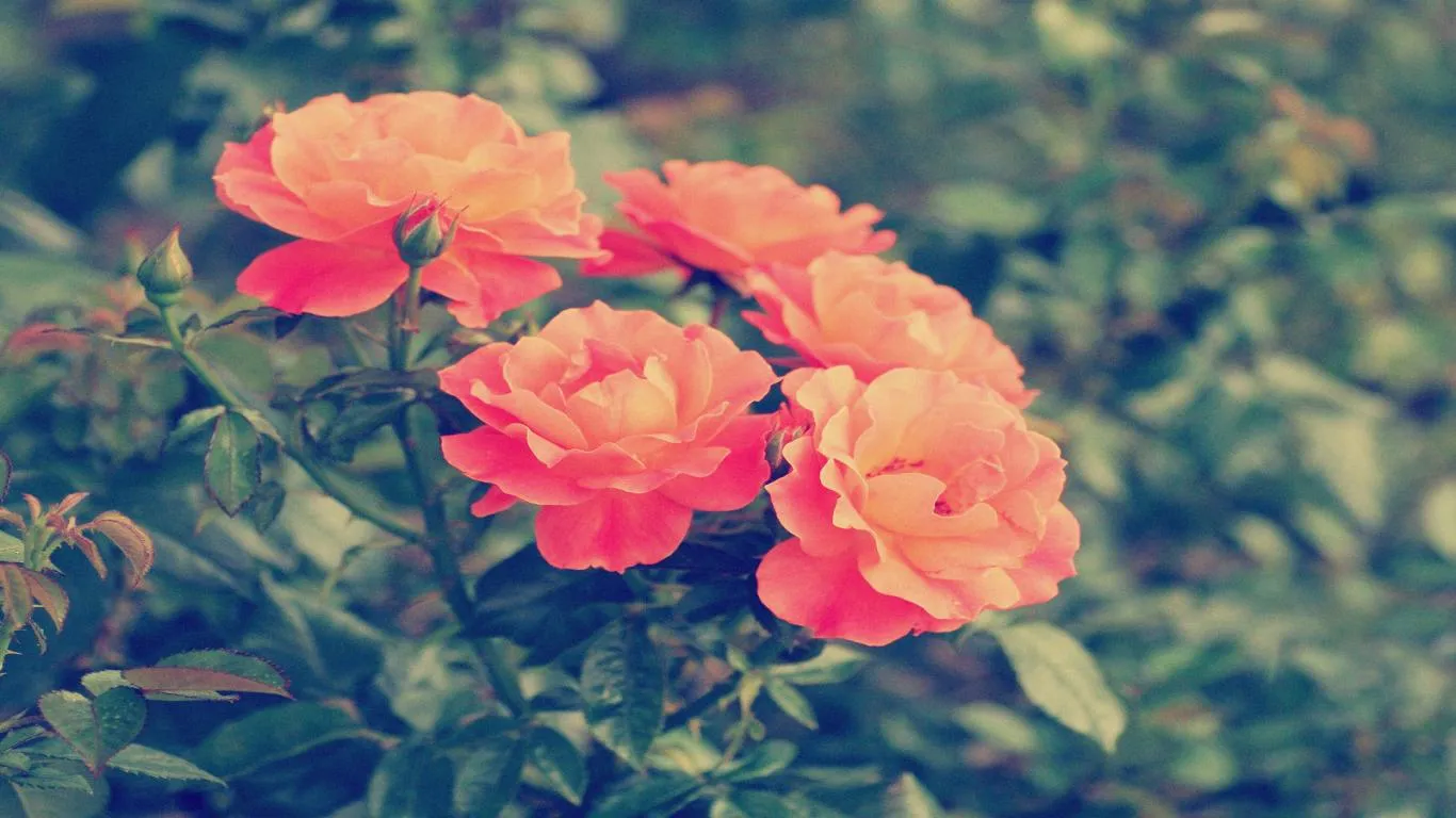 orange-camellia-vintage-flower ...