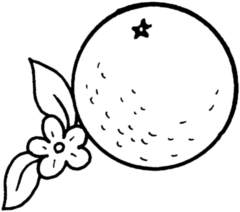 Oranges coloring pages | Super Coloring