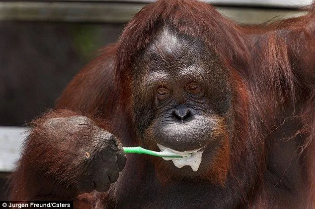 Orangutan uses a toothbrush to keep its mouth fresh | Carmen ...