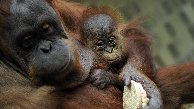 Hay 1.000 orangutanes huérfanos y desplazados en todo el mundo - ABC.