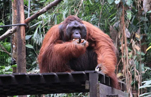 orangutanes en kucking