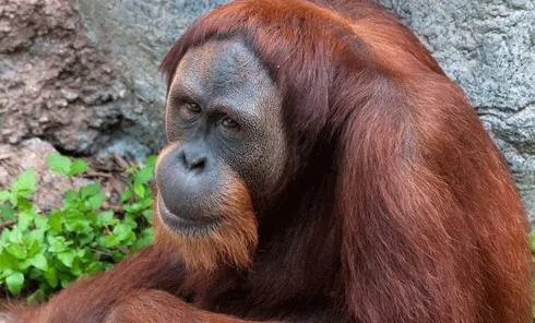 Orangutanes están en la Lista Roja - DEGUATE.com