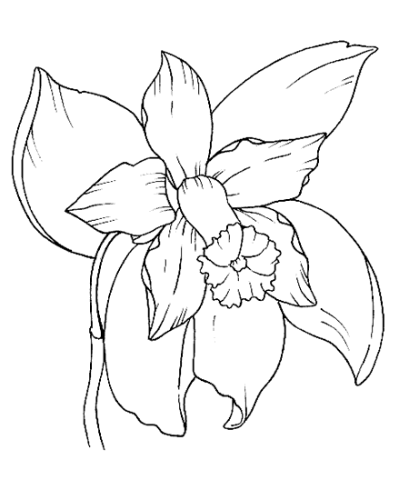 Imagenes de la orquidea para colorear - Imagui