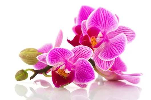 Orchidee | Invio e Consegna di Orchidee a domicilio in italia