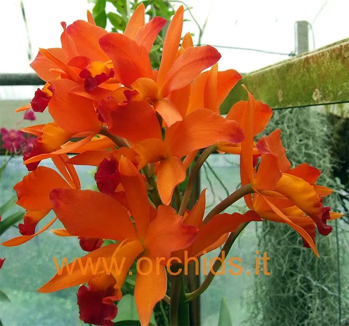 Lc Fire Dance, un ibrido splendente | Orchids.it