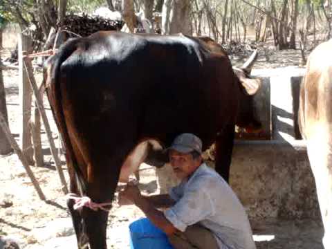 ORDEÑO DE VACAS - YouTube