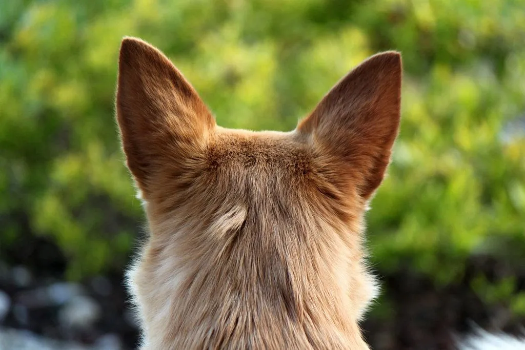 orejas del perro (4) | Cuidar de tu perro es facilisimo.