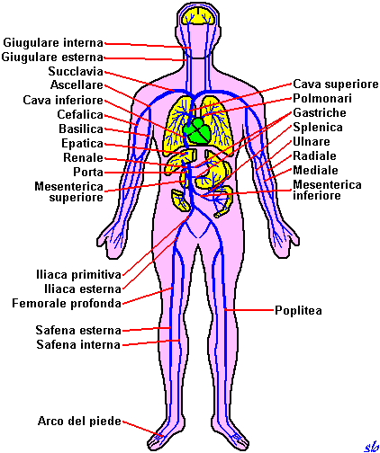 Organi del corpo umano - Imagui