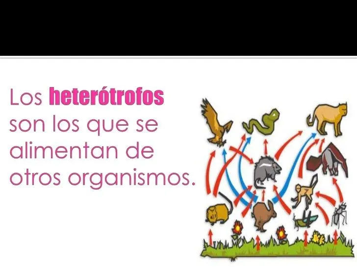 organismos-auttrofos-y- ...