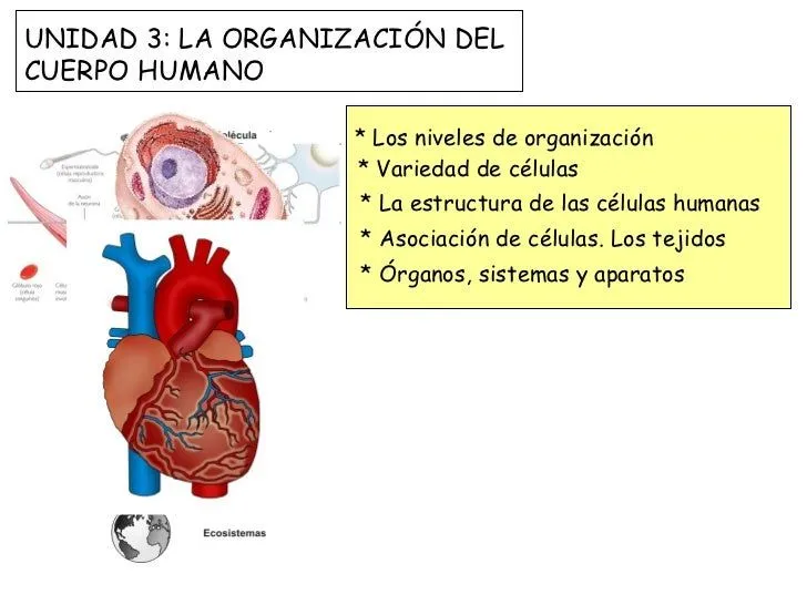 La organización de cuerpo humano 2011