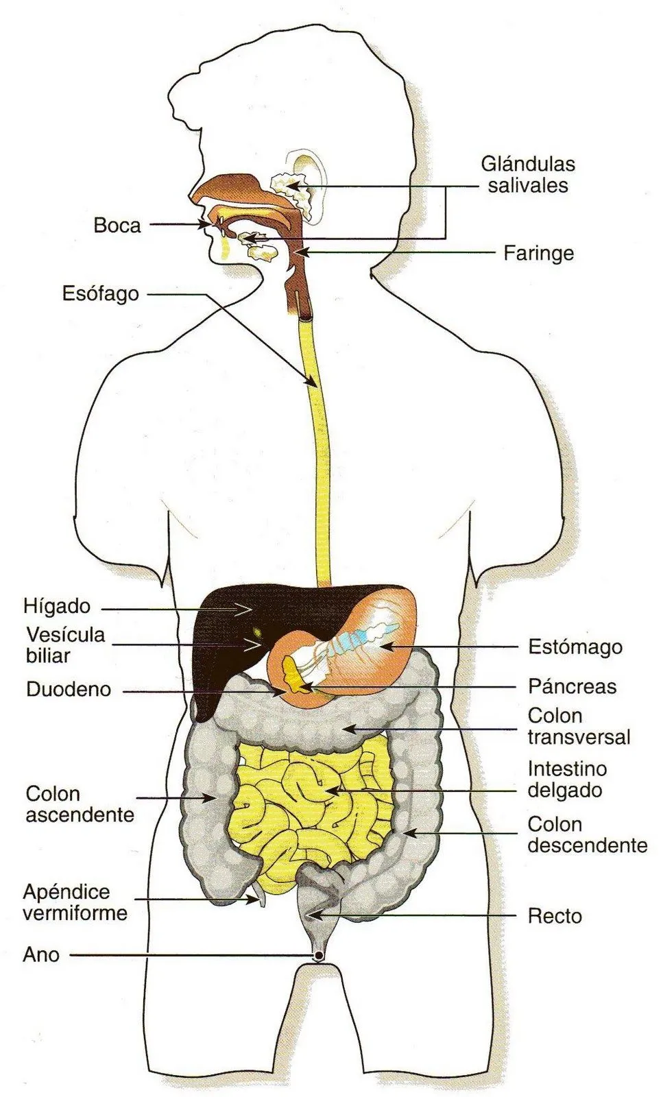 La organización del cuerpo humano: El aparato digestivo