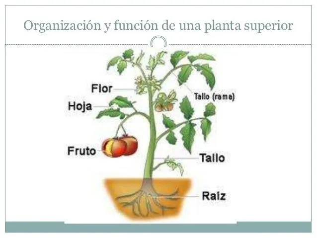 Organizacion y funcion de una planta superior pap grabación 6