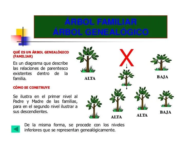 Organizadores graficos
