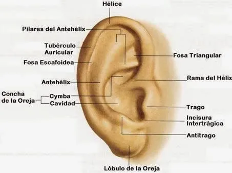 Órgano del oído | Temas de estudio para la anatomía humana general