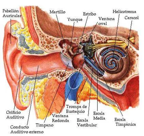 Órgano de los sentidos - vista, tacto, gusto, oído, olfato ...