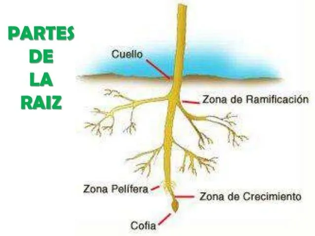 organografia-la-raiz-5-638.jpg ...