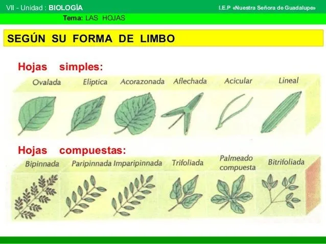 organologa-vegetal-hojas-6-638 ...