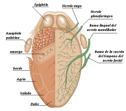 Tus Organos