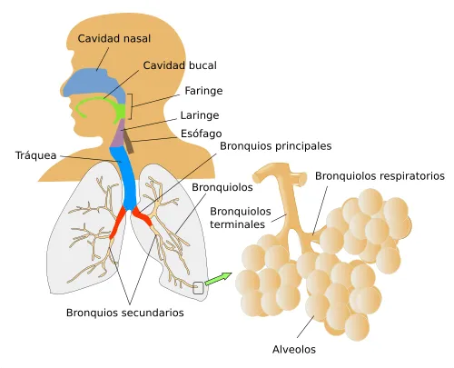 Órganos animales. Sistema respiratorio. Atlas de Histología ...