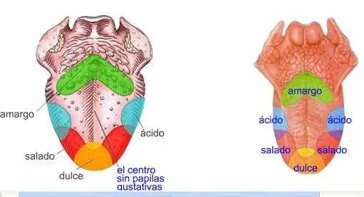 RECURSOS TIC PARA EL TERCER CICLO: Los cinco sentidos