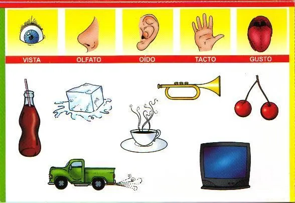 Organos delos sentidos para niños - Imagui