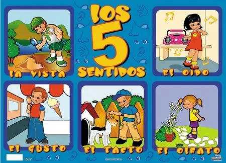 Organos delos sentidos para niños - Imagui