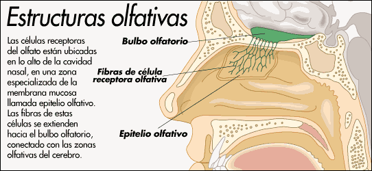 Organos delos sentidos para niños nariz - Imagui