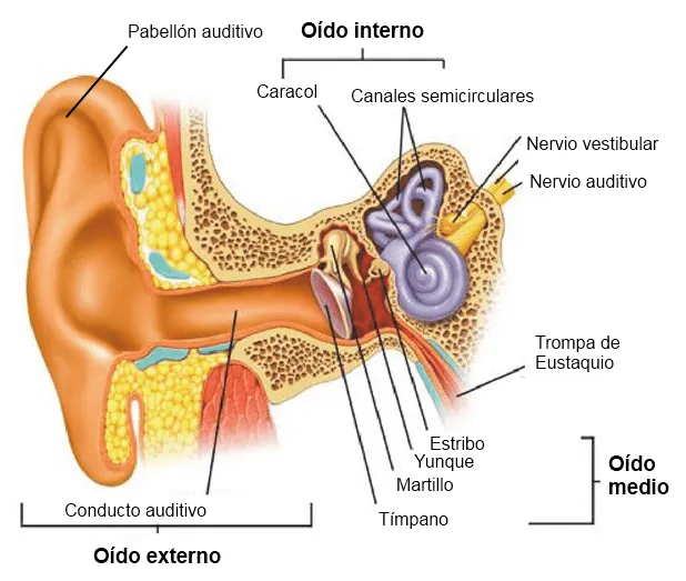 Organos de los sentidos y sus partes - Imagui