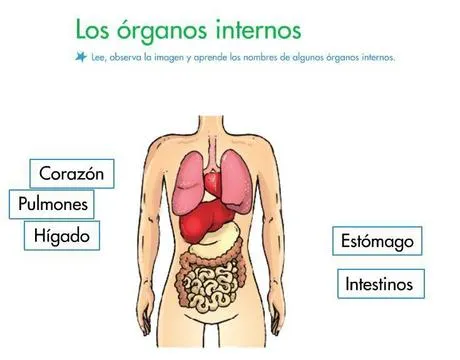 Órganos internos. Aparato respiratorio y aparato circulatorio: 2do ...