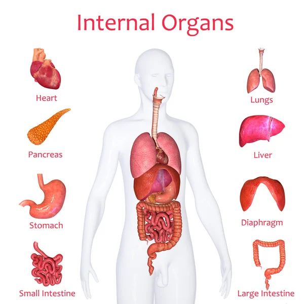 Órganos internos — Foto stock © sciencepics #54367799