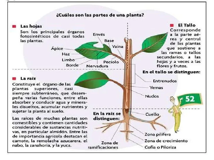 Organos de la planta