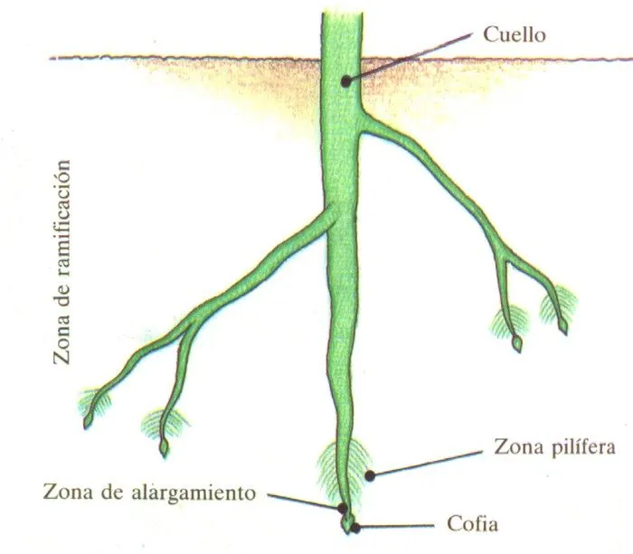 Órganos de la plantas: la raíz (morfología y tipos). | La guía de ...