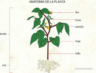  ... organos reproductores repasa las partes de la flor con el juego del