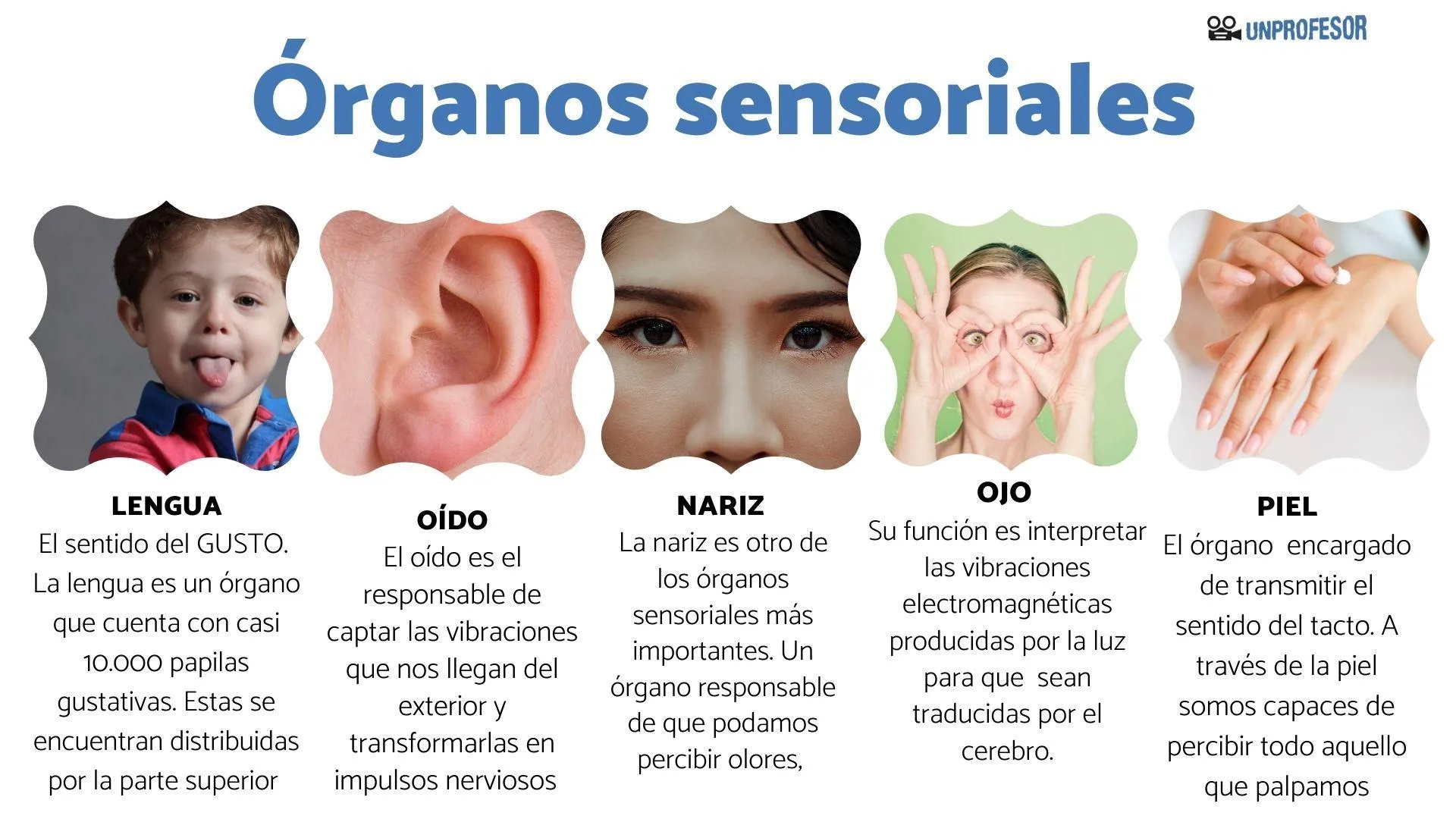 Órganos SENSORIALES del cuerpo humano y sus FUNCIONES - [Lista + Imágenes!]