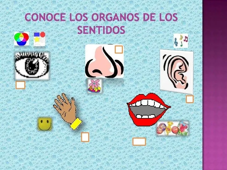 Organos de los sentidos