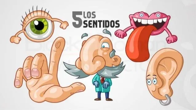 Organos de los sentidos. Anatomía II