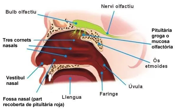 LOS ÓRGANOS DE LOS SENTIDOS DEL CUERPO HUMANO | El blog de Alcibied