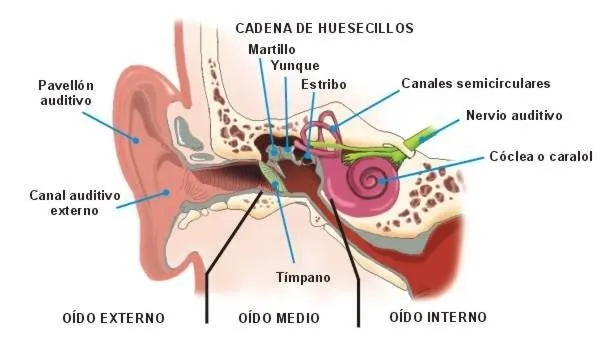 LOS ÓRGANOS DE LOS SENTIDOS DEL CUERPO HUMANO | El blog de Alcibied