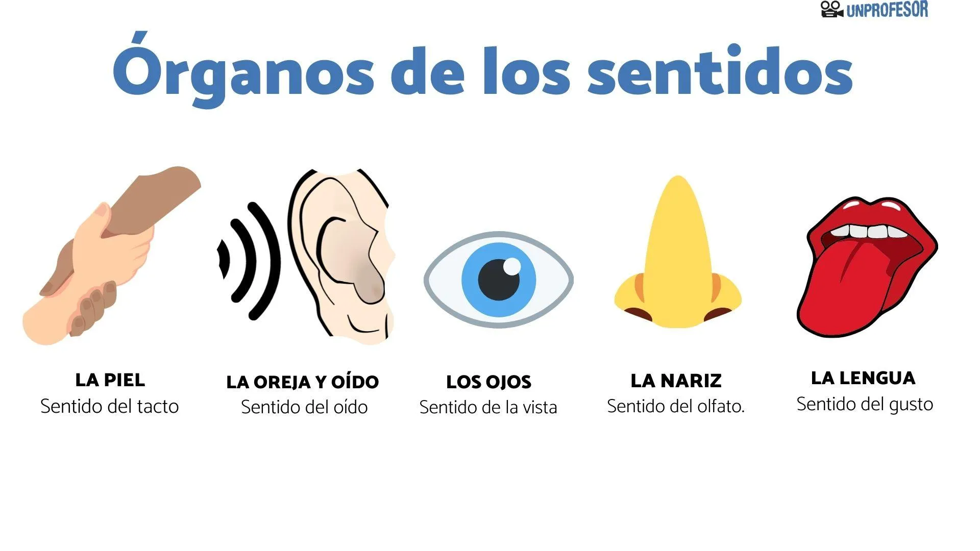 5 órganos de los SENTIDOS y sus partes - con IMÁGENES y VÍDEOS!