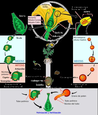 Órganos sexuales en las plantas parte II: gineceo | 1ºBCNyT Grupo ...