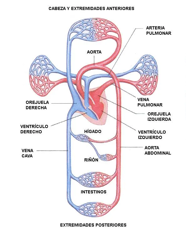 La nutrición: sistemas de órganos involucrados.: El sistema ...