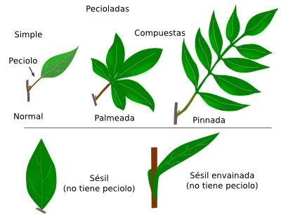 Órganos vegetales. Hoja. Atlas de Histología Vegetal y Animal