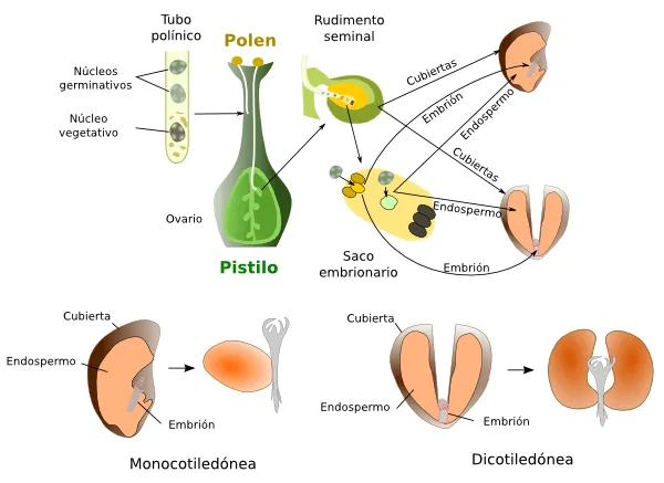 Órganos vegetales. Semilla. Atlas de Histología Vegetal y Animal