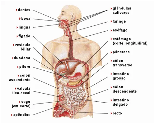 Orgão internos do corpo humano - Imagui