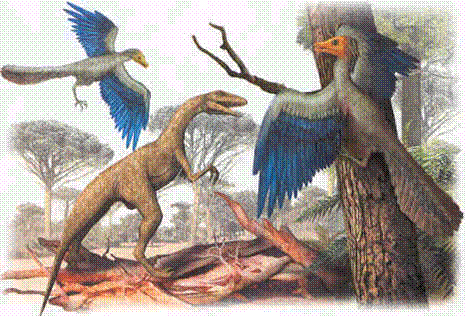 Origen y evolución de las aves - Monografias.com