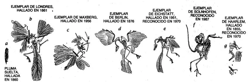 Origen y evolución de las aves (página 2) - Monografias.com