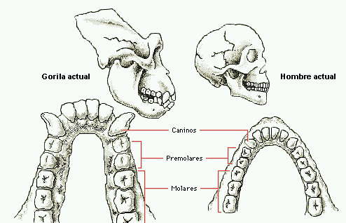 Origen y Evolución del Hombre y de la vida en el planeta Tierra