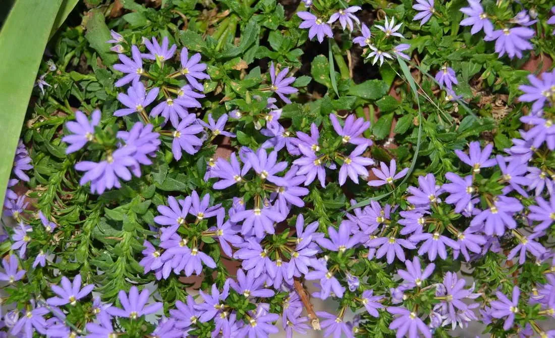 Ornamental con curiosas flores moradas - Foro de InfoJardín