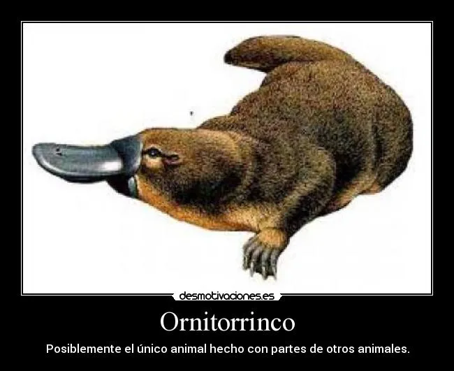 Ornitorrinco | Desmotivaciones