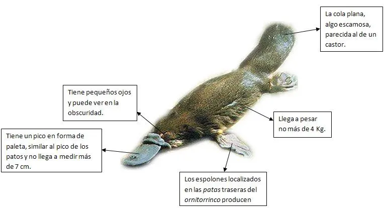 ornitorrinco experimento?? - Taringa!